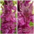 /album/cyklamenovo-purpurove/songg-jpg/